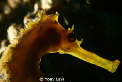back-lit sea horse by Yoav Lavi 